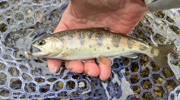 IMG_8416 Fly Fishing Guide Trip - River Fishing Reservation Ticket