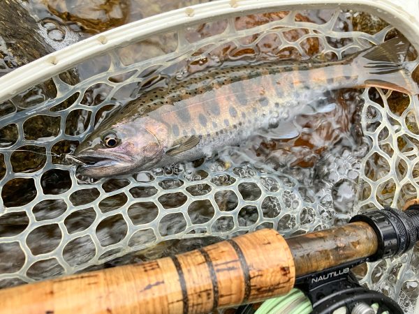 IMG_E2260 Fly Fishing Guide Trip - River Fishing Reservation Ticket