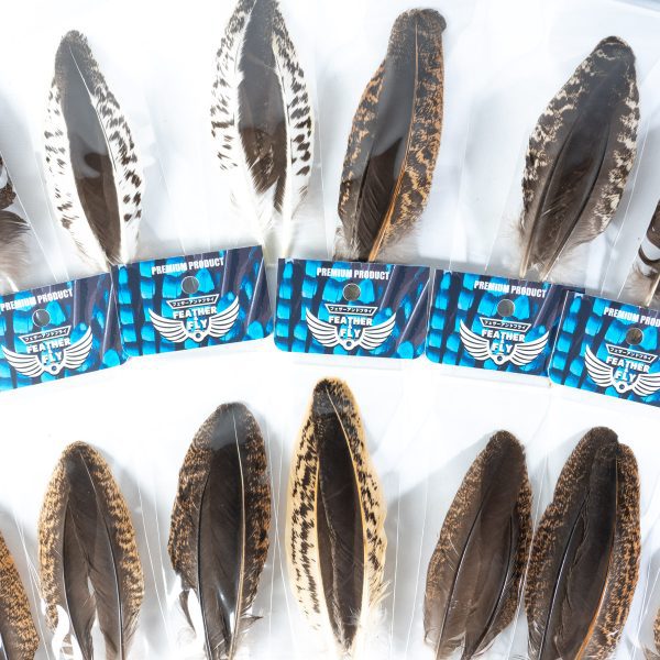 _DSC6836 フェザーアンドフライ | Feather & Fly - インドヘン クイル: セレクト1ペア