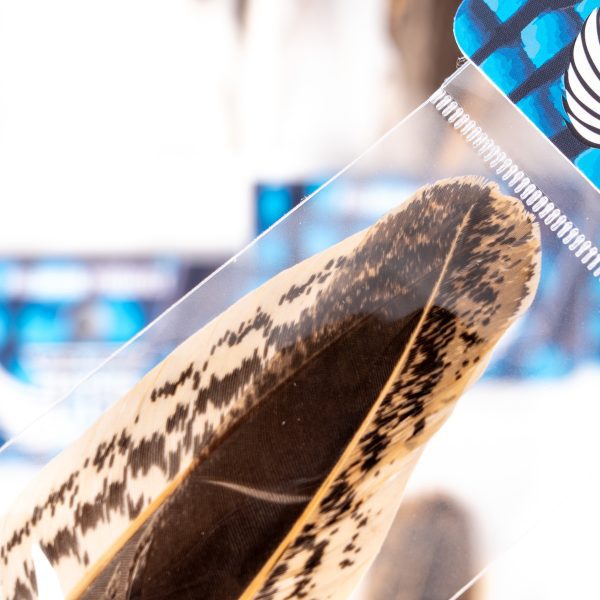 _DSC6839 フェザーアンドフライ | Feather & Fly - インドヘン クイル: セレクト1ペア