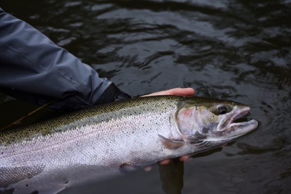 Photo-Jan-09-1-46-27-PM マキシマ | Maxima - カメレオン ノットレス テーパードリーダー