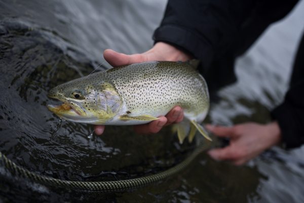 Photo-Jan-10-2-15-32-PM マキシマ | Maxima - カメレオン ノットレス テーパードリーダー