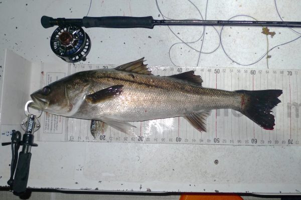 9eb02bdc-30b1-42b8-bf5f-0ddd3a8c4929 JMC - Furious Legacy | フューリオスレガシー フライロッド