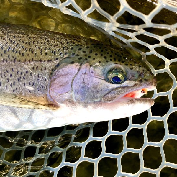 フライキャンパーズ | Fly Campers - 「ミニもっふぃー」 ボディシェニール【全12色】